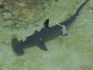 Avistado un ‘tiburón martillo’ en Punta del Moral