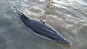 Un delfín muere en la playa de El Cantil de Isla Cristina